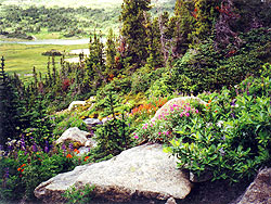 Photo courtesy of Mary Kirner. A steep hill is covered in alpine flowers and shrubs among large boulders.