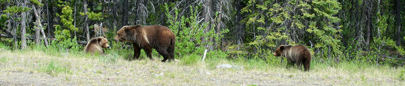 A grizzly bear sow with her two cubs near trees.