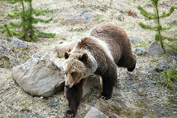 Photo courtesy of Logan Sudeth. A large grizzly bear makes his way over gravel.