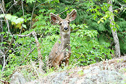 A deer peers at the cameraman over a bank of dirt.