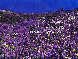 Photo courtesy of Mary Kirner. A hill is completely covered in flowers.