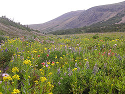 Photo courtesy of Miriam Schilling. A protected valley full of wildflowers is dominated by yellow ones and overlooked by a hill.