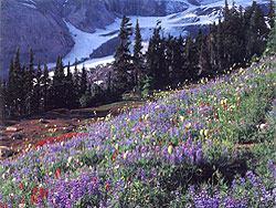 Photo courtesy of Mary Kirner. A hill is completely covered red paintbrush, purple lupin and yellow hellabore seedheads.