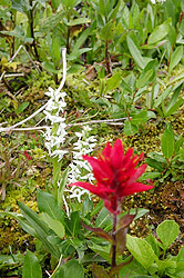 Photo courtesy of Miriam Schilling. A dark red flower in front of a white one.